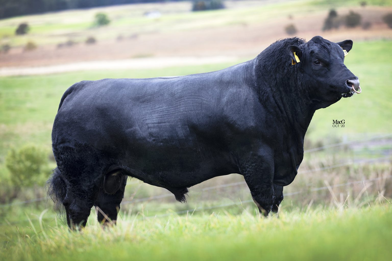 Two new AberdeenAngus bulls join the line up Norbreck