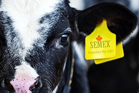 SEMEX BEEF catalogue now out!