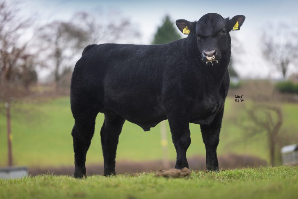 Elevating the quality of Aberdeen-Angus genetics