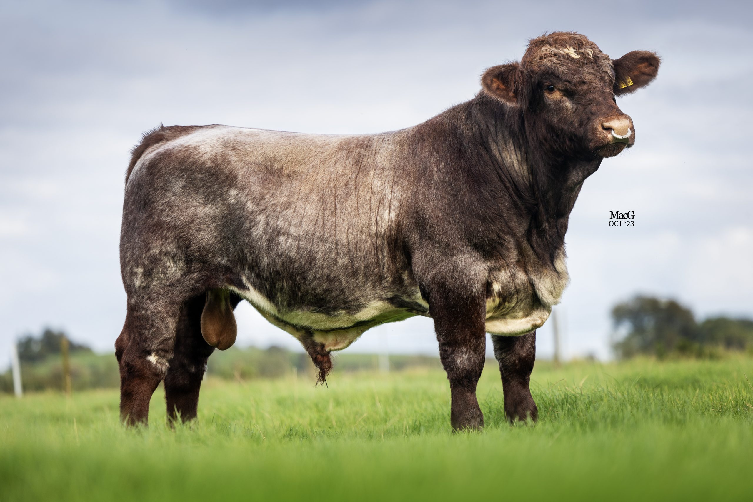 Hannington HANNINGTON SERVERUS - Norbreck Genetics